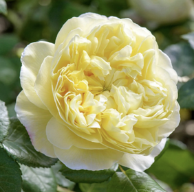 Close-up of a yellow rose with green leaves in the background