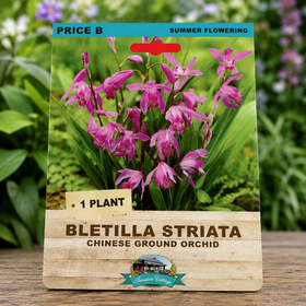 Bletilla Striata plant packaging with pink flowers on a natural background
