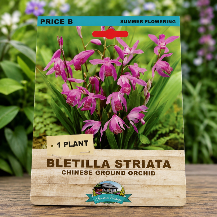 Bletilla Striata plant packaging with pink flowers on a natural background
