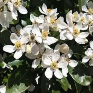 Close-up of white flowers with green leaves
