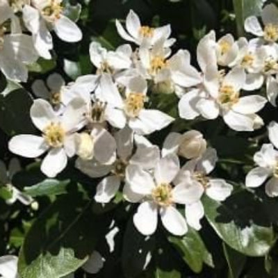 Close-up of white flowers with green leaves