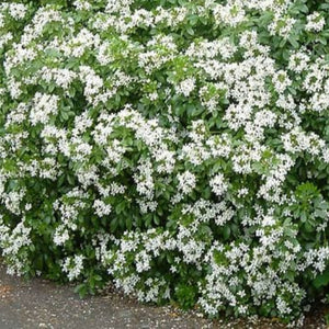 Bush with white flowers and green leaves