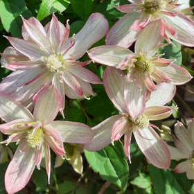 Close-up of pink and white flowers with green leaves