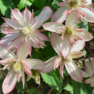 Close-up of pink and white flowers with green leaves