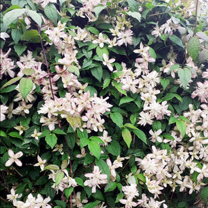 Floral bush with white flowers and green leaves