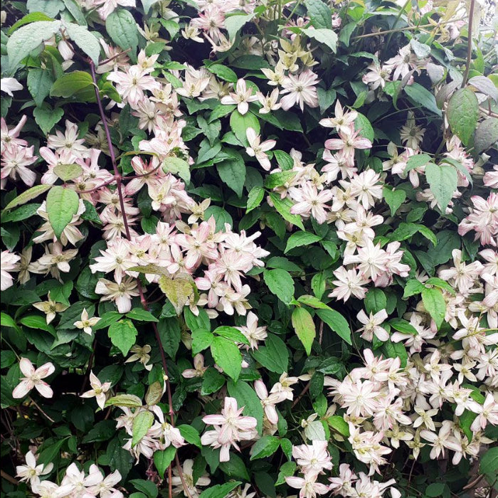 Floral bush with white flowers and green leaves