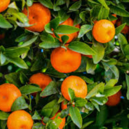 MANDARIN CLEMENTINE 165MM