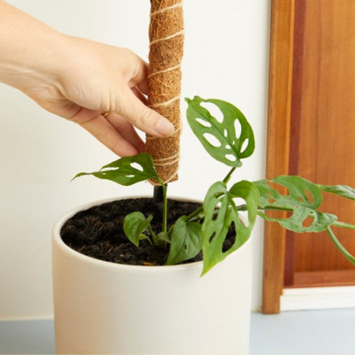 Person holding a potted plant with a wooden stick, against a neutral background