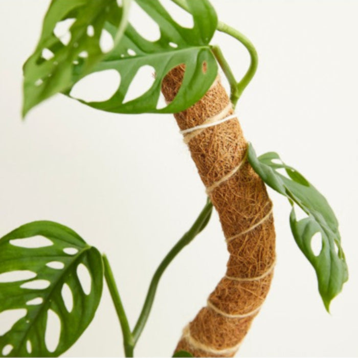 Coir rope wrapped around a monstera plant stem on a white background