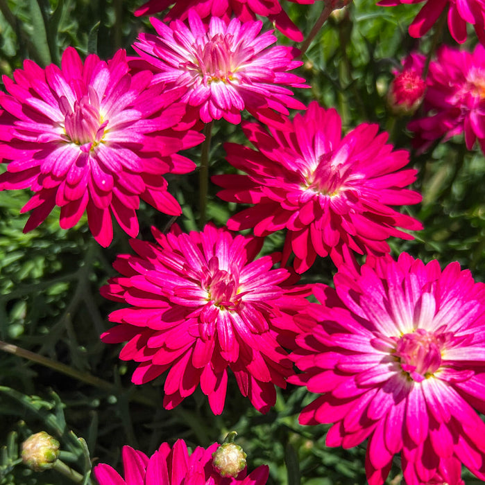 Close-up of bright pink daisy-like flowers with white centers and green foliage in full sun.