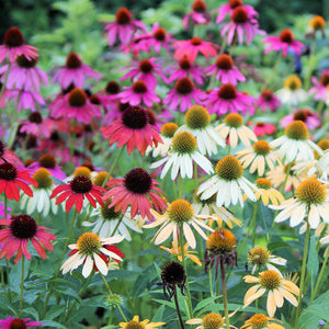 ECHINACEA ASSORTED COLOURS 140MM