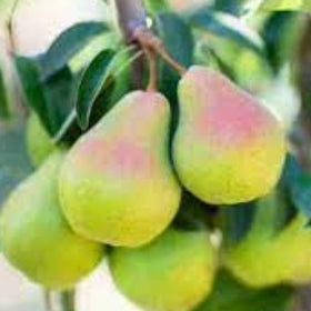 Dwarf Fruit Trees