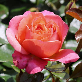 Roses