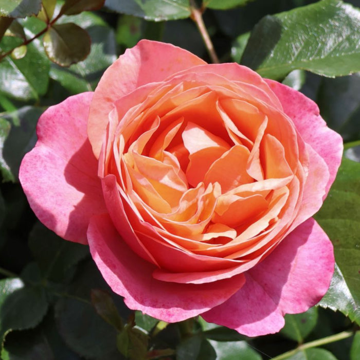 Roses