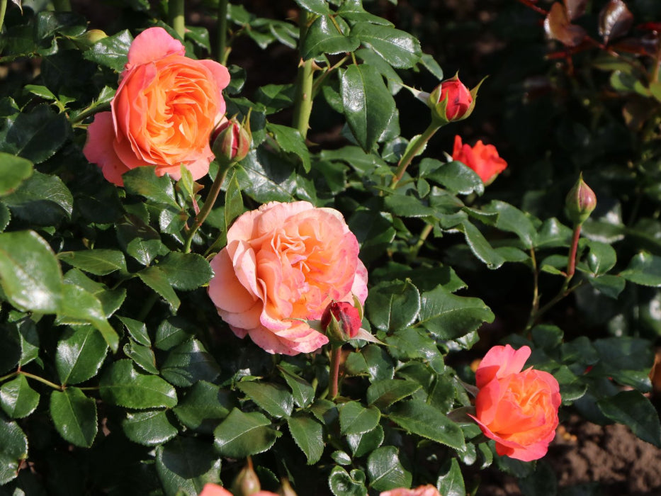 CORAL LIONS ROSE - Bare Rooted