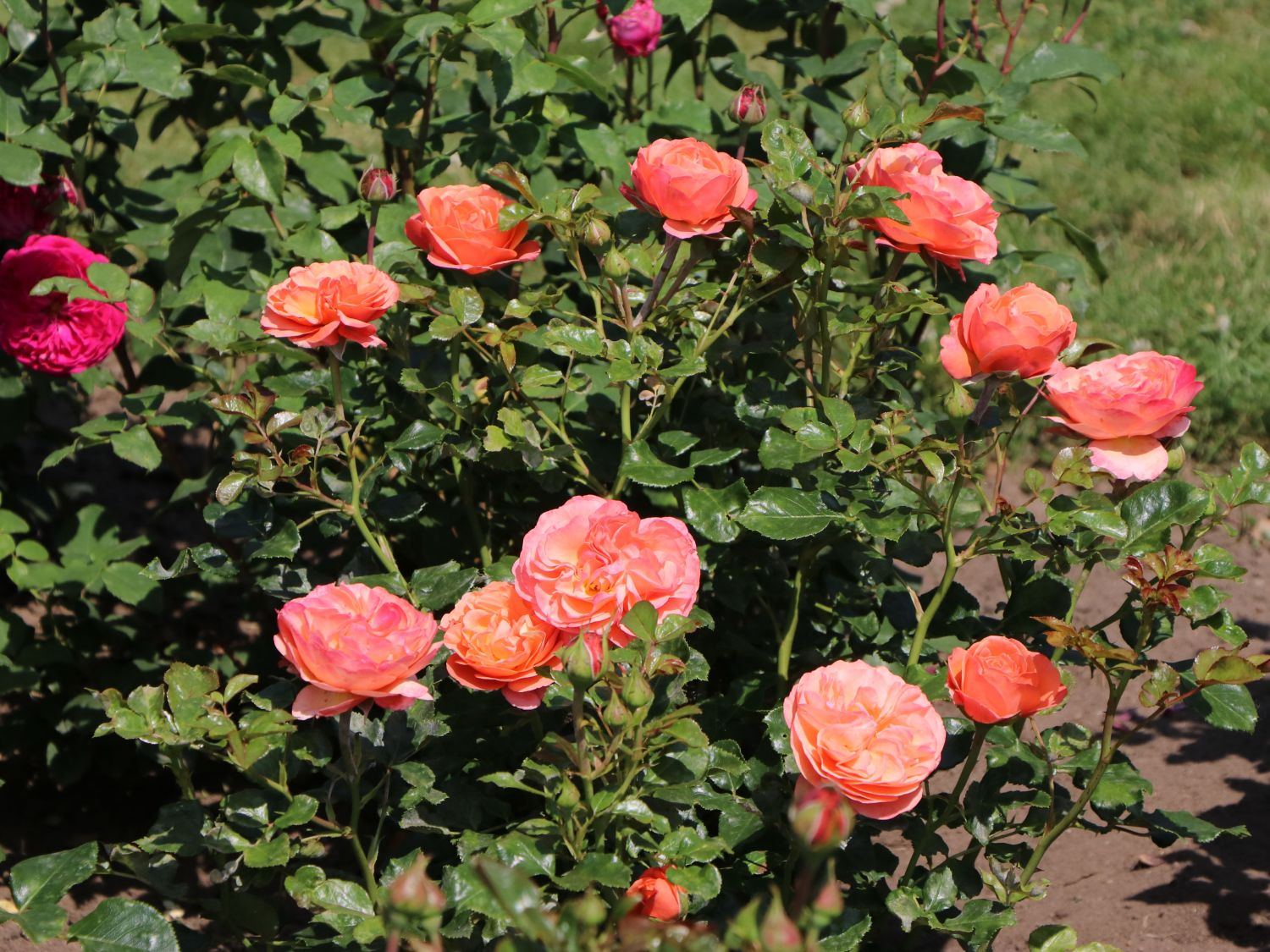 PRE ORDER - CORAL LIONS ROSE - Bare Rooted