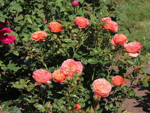 PRE ORDER - CORAL LIONS ROSE - Bare Rooted