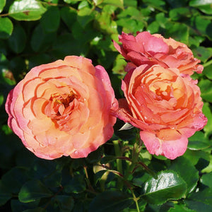 PRE ORDER - CORAL LIONS ROSE - Bare Rooted