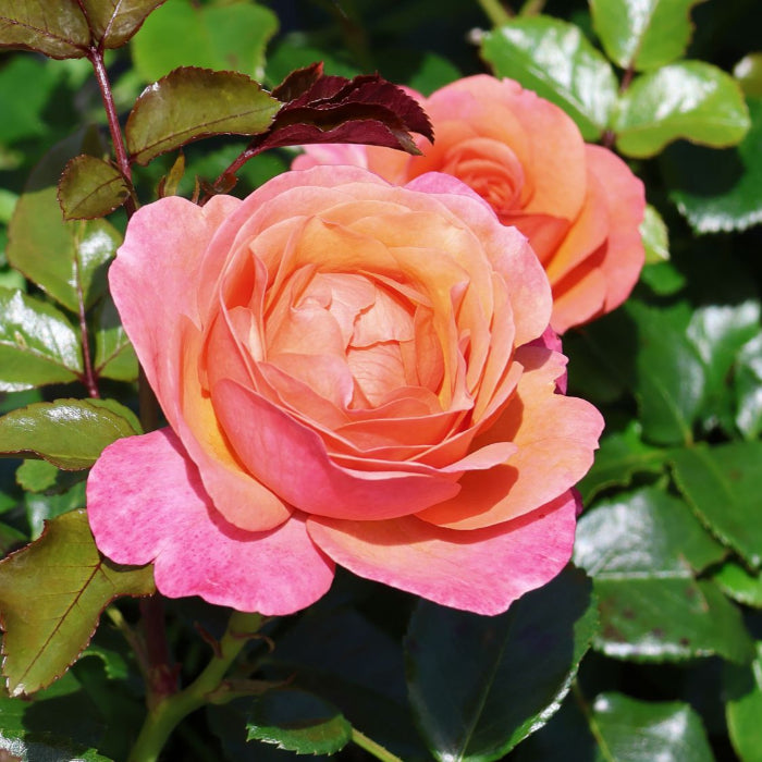 CORAL LIONS ROSE - Bare Rooted