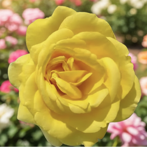 Close-up of a yellow rose with a blurred green background