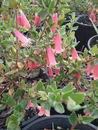 CORREA PERFECT POLLINATOR