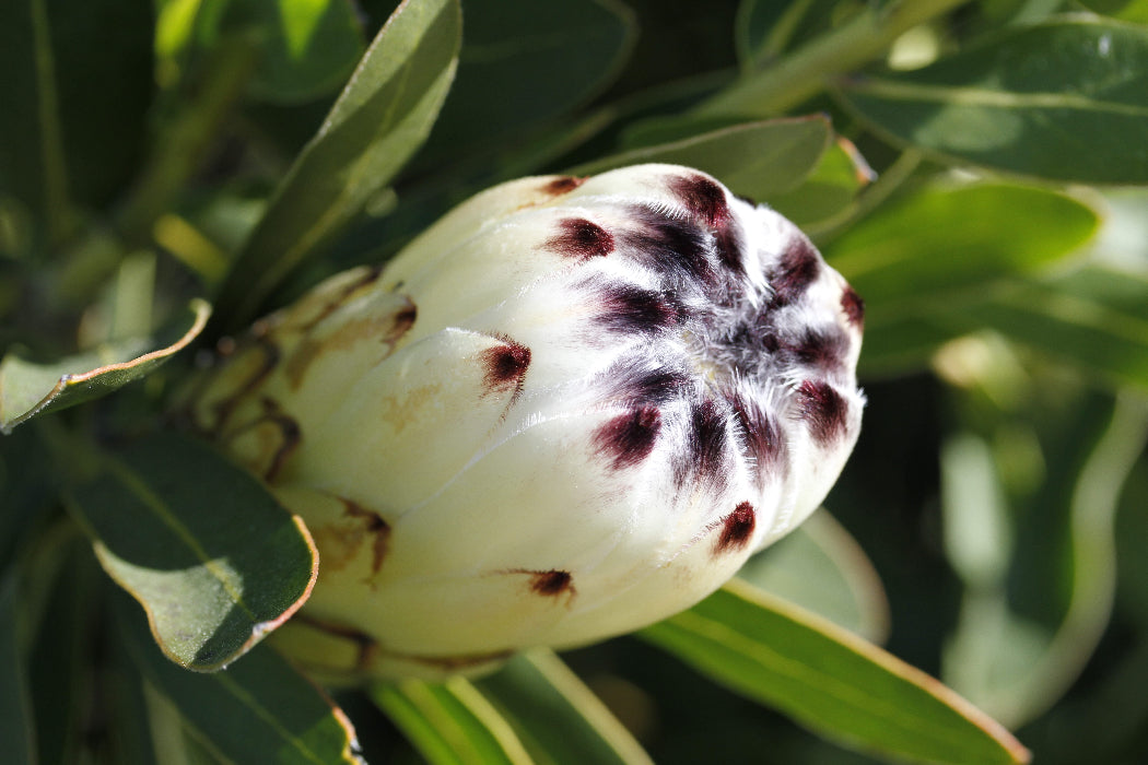 Close-up of a white flower with brown spots surrounded by green leaves.
