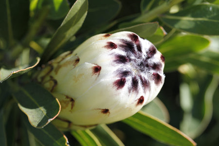 Close-up of a white flower with brown spots surrounded by green leaves.
