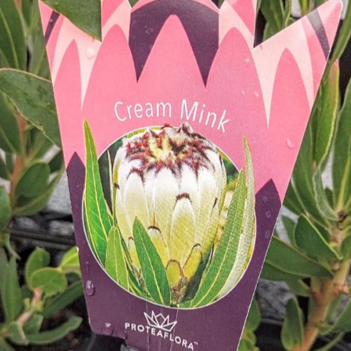 ProteaFlora 'Cream Mink' plant tag with protea image on green foliage background