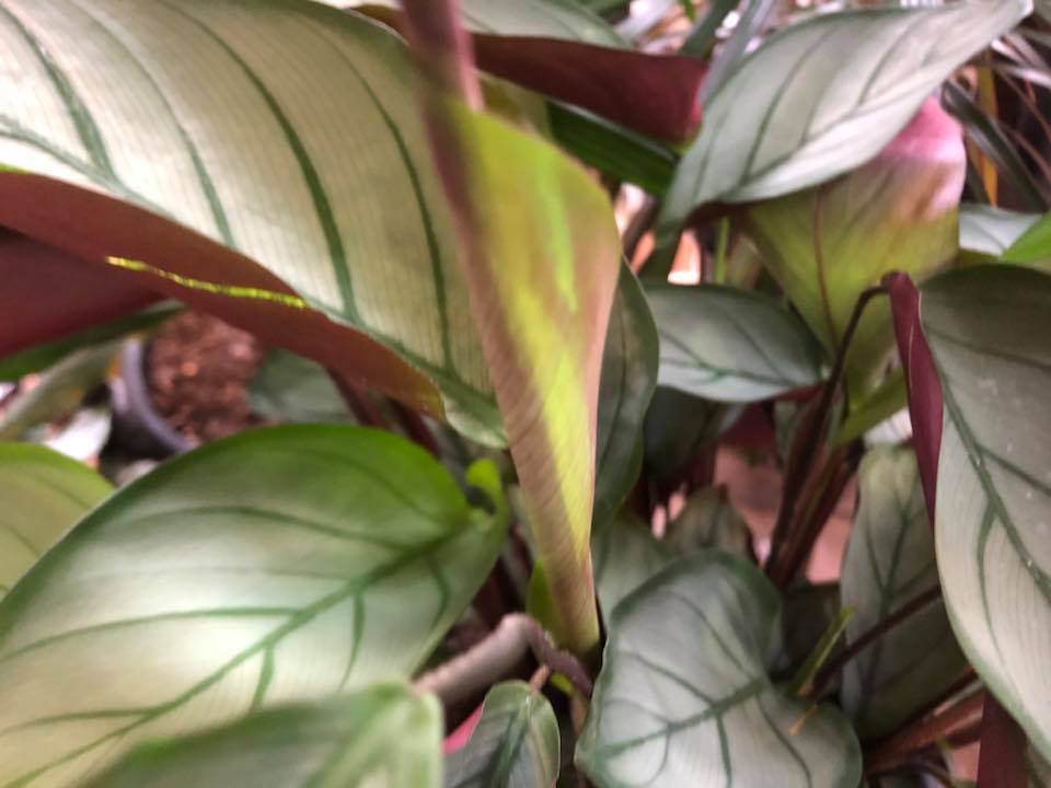 CTENANTHE GREY STAR 130MM