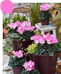 CYCLAMEN INDIAKA 140MM
