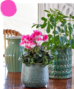 CYCLAMEN INDIAKA 140MM