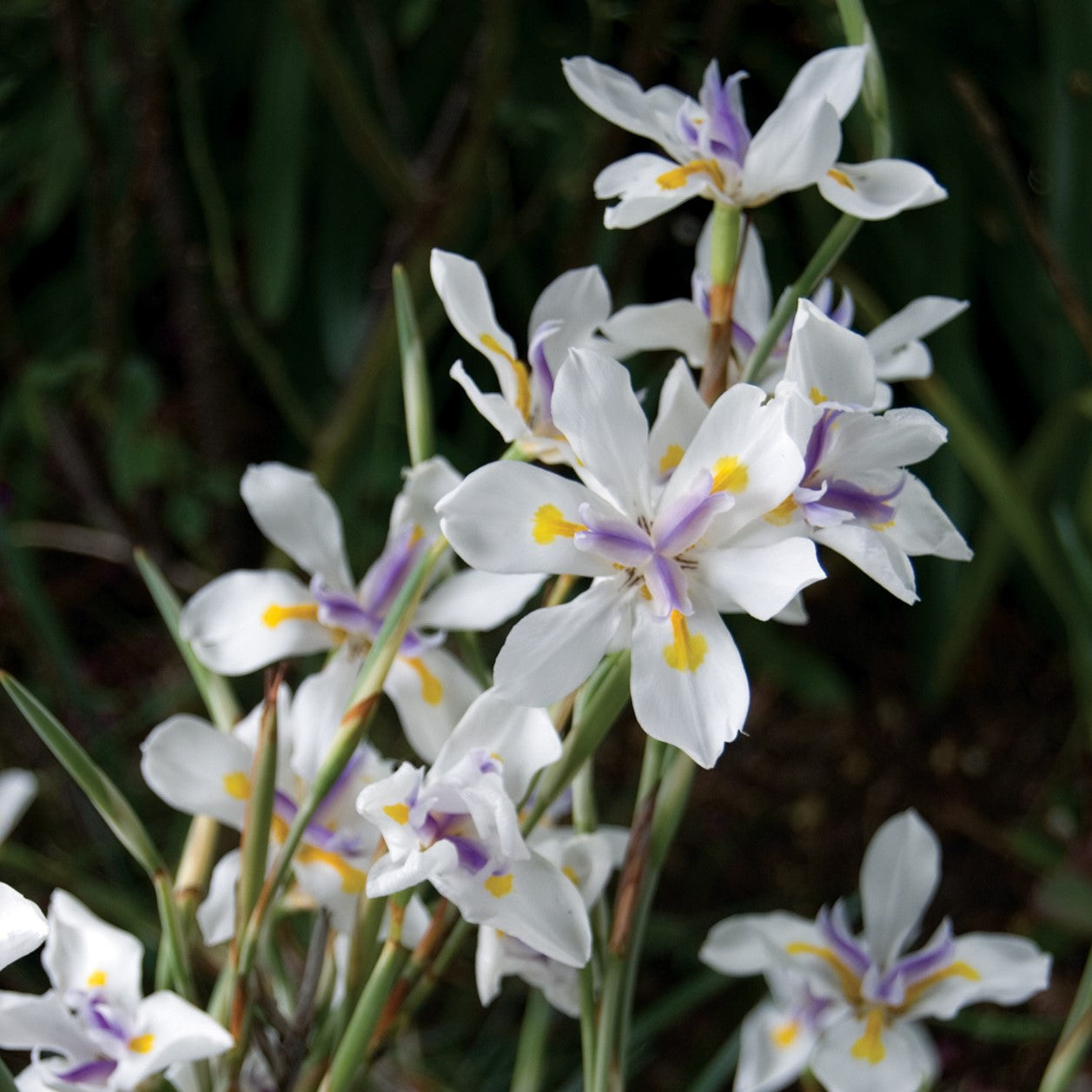 DIETES WHITE TIGER