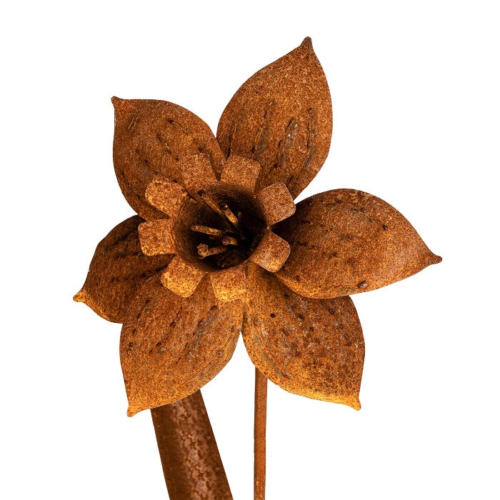 RUST DAFFODIL