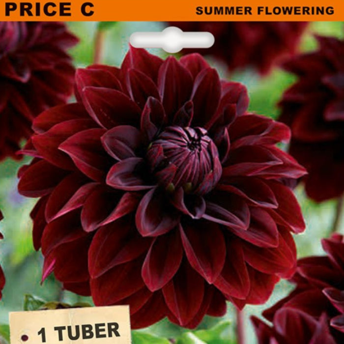 dahlia_black_ember