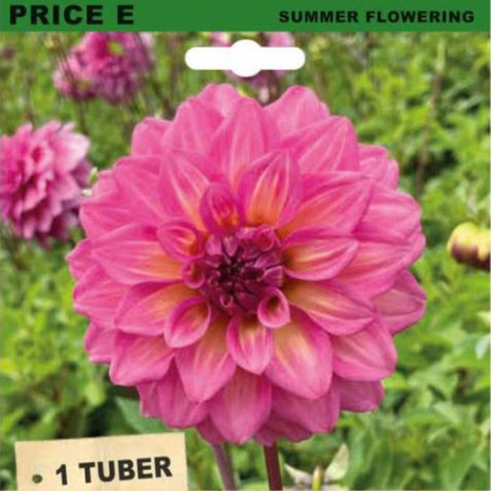 Seed packet for Dahlia Decorative Juliette summer flowering tubers, featuring a large pink dahlia flower on a green garden background with a wood-textured lower section and the brand Garden Variety.