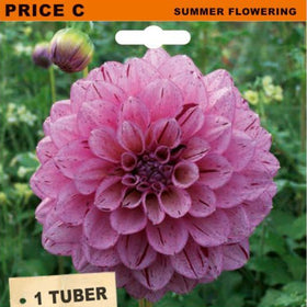 Seed packet for Dahlia Decorative 'Sultan' summer flowering tubers, featuring a large image of a pinkish-purple dahlia flower on a green garden background, with orange and wood-textured packaging details.