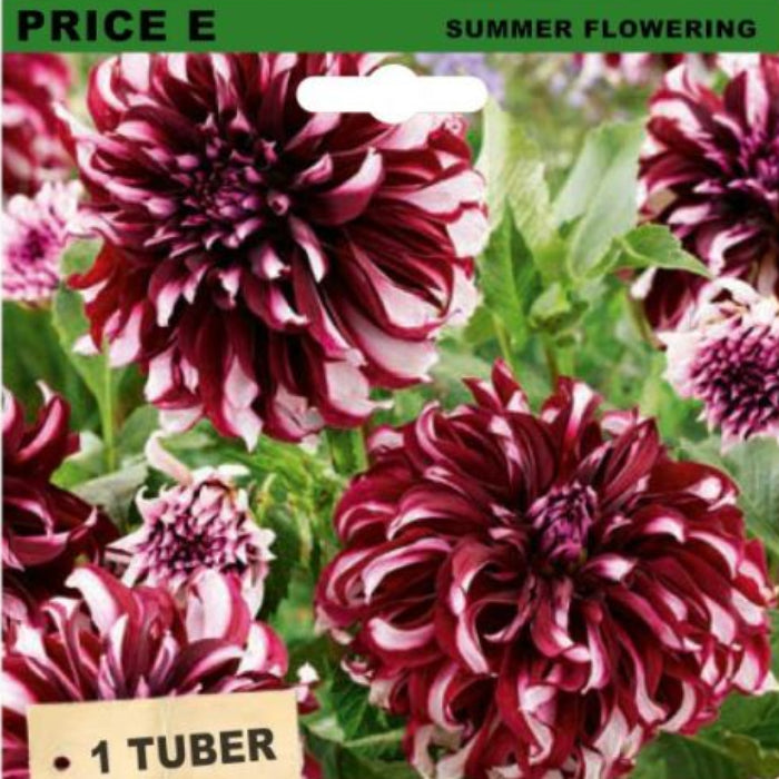 Seed packet for Dahlia Giant Tartan tubers, featuring a photo of deep burgundy and white striped dahlia flowers with green foliage, on a white background.