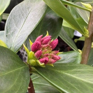 A close-up of a pink rhododendron flower bud surrounded by glossy green leaves.