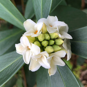 white daphne odora