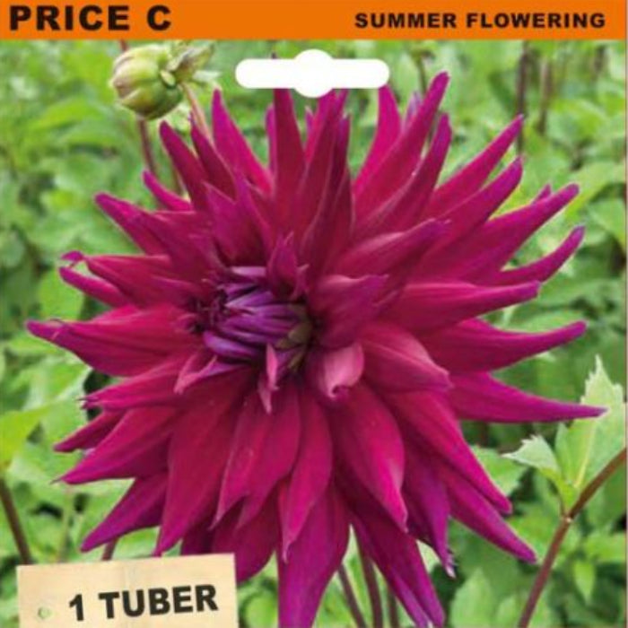 Seed packet for Dahlia Cactus 'Desert Gem' summer flowering tubers, featuring a large magenta-pink dahlia flower on a green leafy background with orange and wood-textured label sections.
