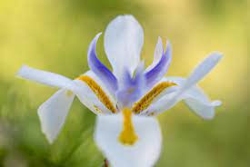 DIETES WHITE TIGER