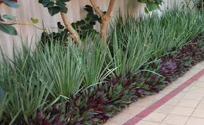 Grasses