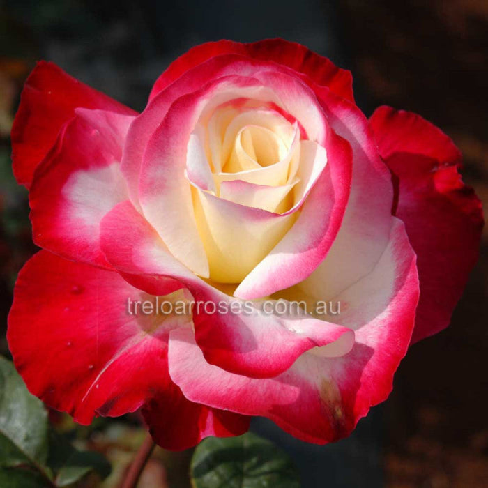 Close-up of a red and white rose with a blurred background