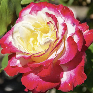 Multicolored rose with pink, white, and yellow petals.