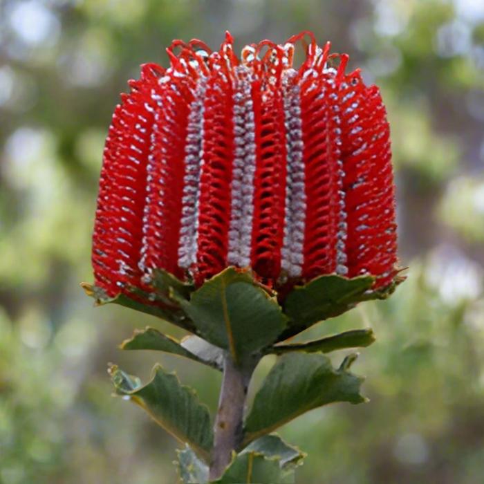 RED BANKSIA 140MM