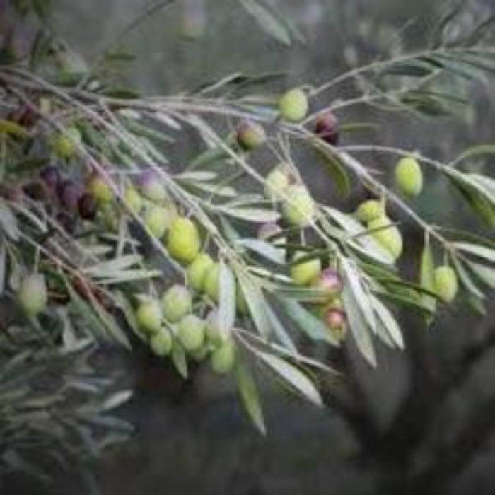 Cluster of green olives on the tree with leaves.
