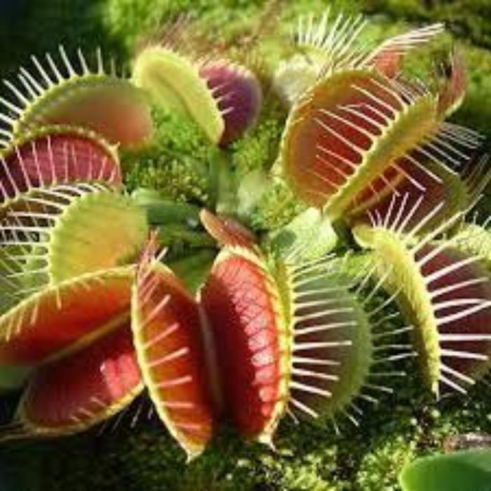 VENUS FLY TRAP 10CM