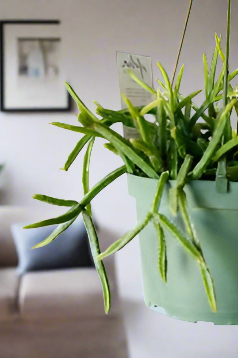 House Plants