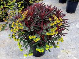 EUPHORBIA MINERS MERLOT 140MM
