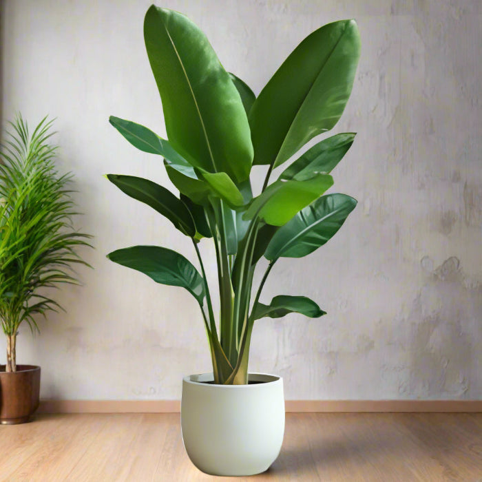 Potted plant on a neutral background